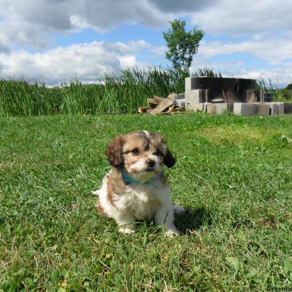 Linda, Cavachon Puppy