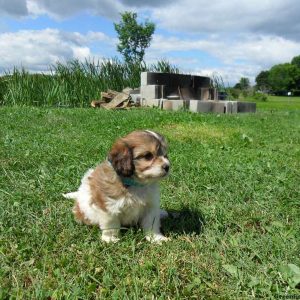 Linda, Cavachon Puppy