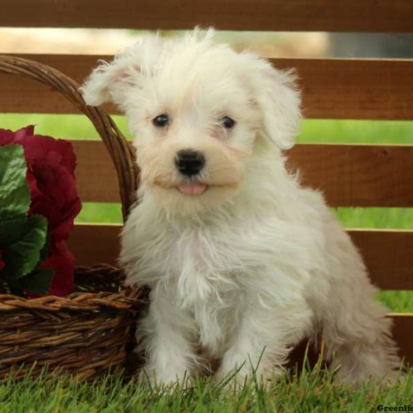 Link, Miniature Schnauzer Mix Puppy