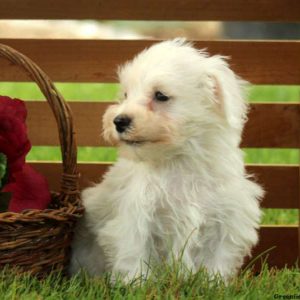 Link, Miniature Schnauzer Mix Puppy