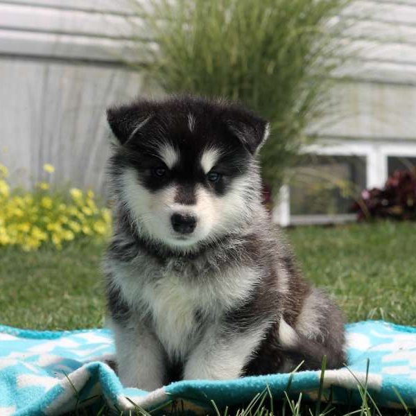 Lisa, Alaskan Malamute Puppy