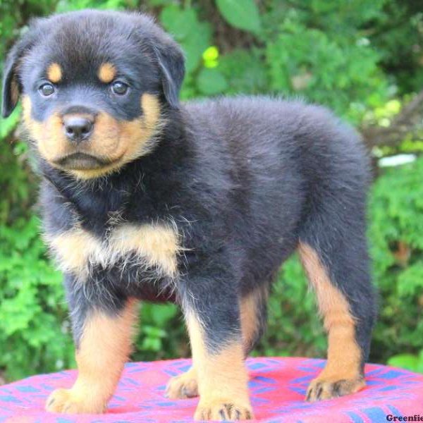 Lisa, Rottweiler Puppy