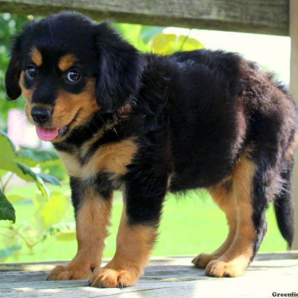 Lisa, Cavalier King Charles Mix Puppy