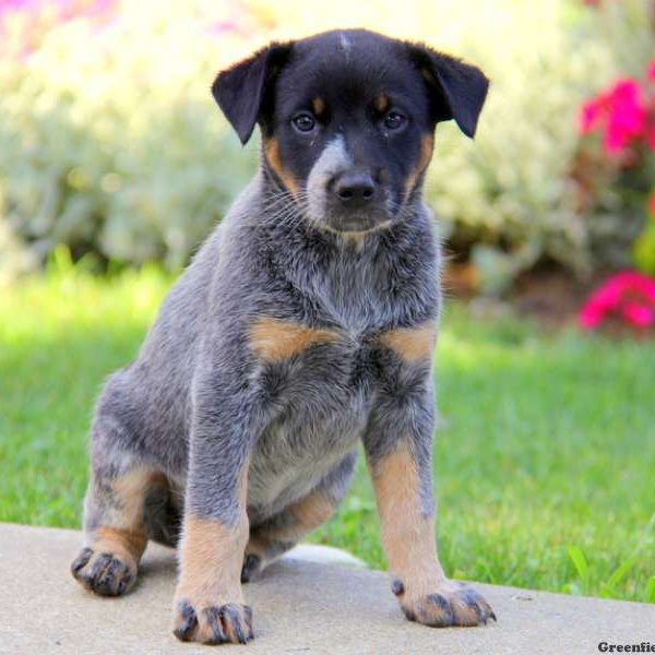 Lisa, Blue Heeler – Australian Cattle Dog Puppy