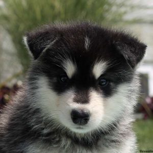 Lisa, Alaskan Malamute Puppy