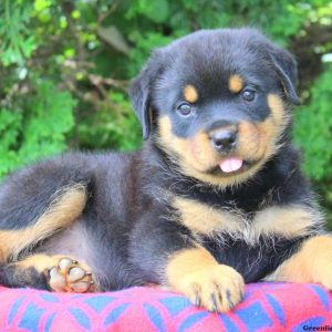 Lisa, Rottweiler Puppy