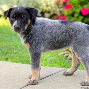 Lisa, Blue Heeler – Australian Cattle Dog Puppy