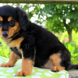 Lisa, Cavalier King Charles Mix Puppy