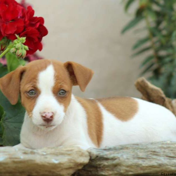 Lissy, Jack Russell Terrier Puppy