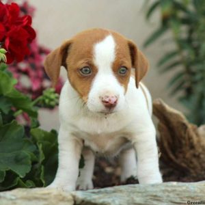 Lissy, Jack Russell Terrier Puppy