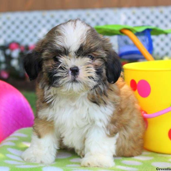 Little Berry, Shichon / Teddy Bear Puppy