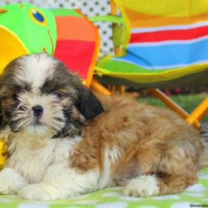 Little Berry, Shichon / Teddy Bear Puppy