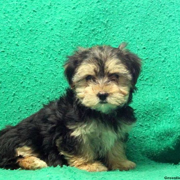 Little Lady, Yorkie Mix Puppy