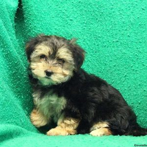 Little Lady, Yorkie Mix Puppy