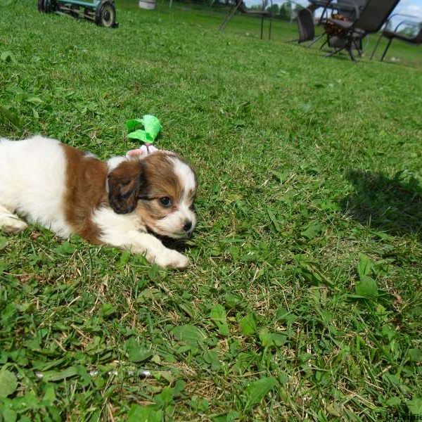 Lizzy, Cavachon Puppy