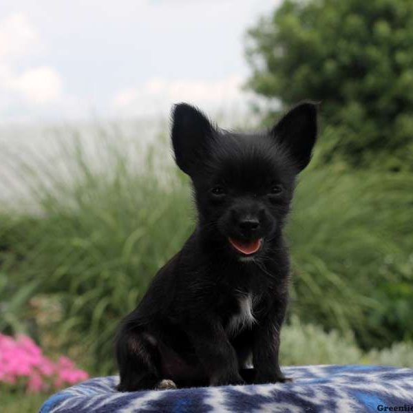 Lizzy, Chihuahua Mix Puppy