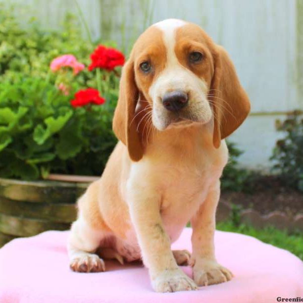 Lizzy, Beagle Puppy