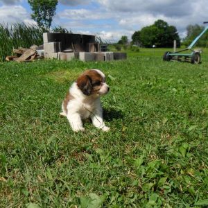 Lizzy, Cavachon Puppy