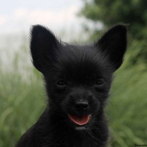 Lizzy, Chihuahua Mix Puppy