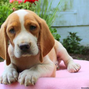 Lizzy, Beagle Puppy