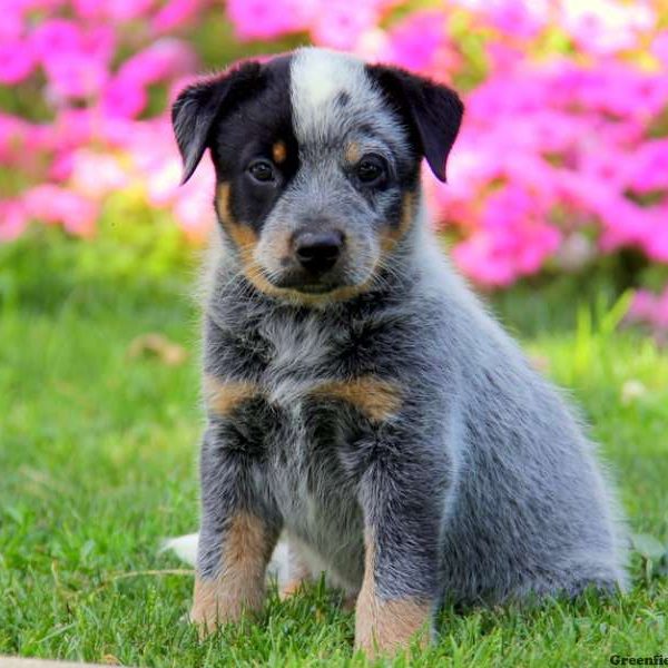 Locky, Blue Heeler – Australian Cattle Dog Puppy