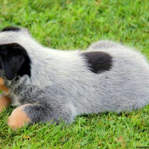 Locky, Blue Heeler – Australian Cattle Dog Puppy