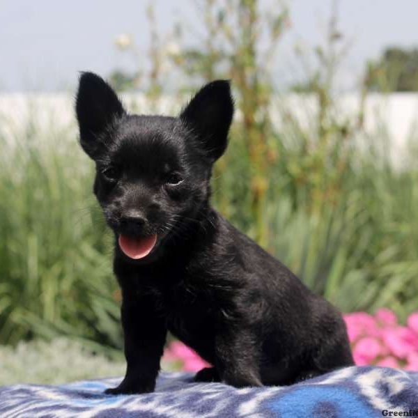 Logan, Chihuahua Mix Puppy