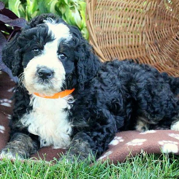 Logan, Bernedoodle Puppy