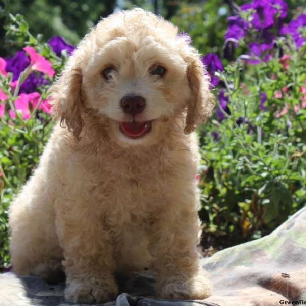 Logan, Cockapoo Puppy