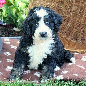 Logan, Bernedoodle Puppy