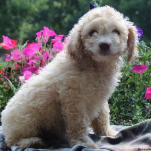 Logan, Cockapoo Puppy