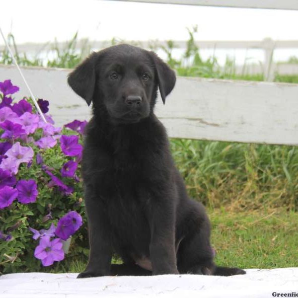 Lollipop, Golden Shepherd Puppy