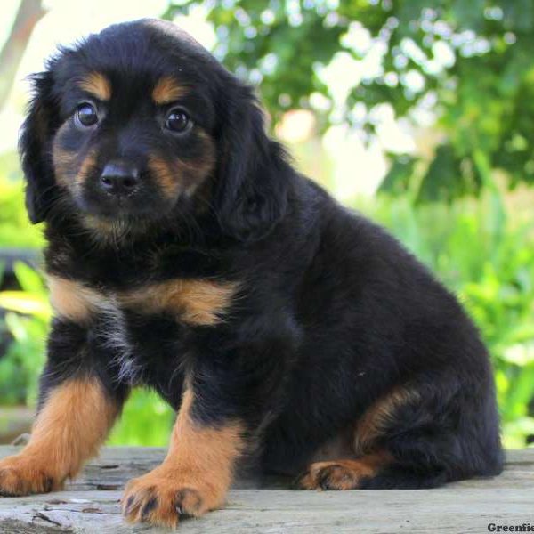 Lollipop, Cavalier King Charles Mix Puppy