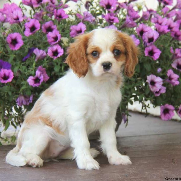 Lollipop, Cavalier King Charles Spaniel Puppy