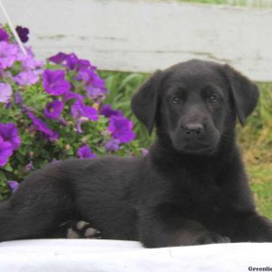 Lollipop, Golden Shepherd Puppy