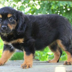 Lollipop, Cavalier King Charles Mix Puppy