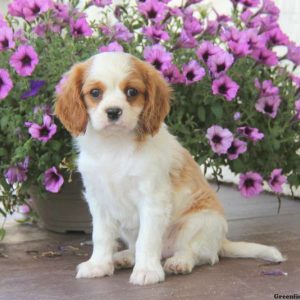 Lollipop, Cavalier King Charles Spaniel Puppy