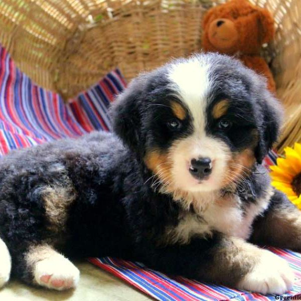 London, Bernese Mountain Dog Puppy