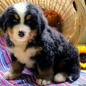 London, Bernese Mountain Dog Puppy