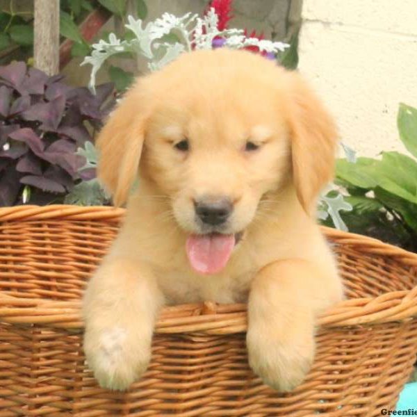 Loretta, Golden Retriever Puppy