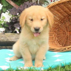 Loretta, Golden Retriever Puppy