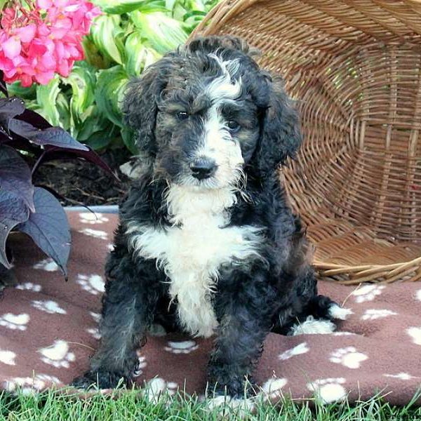 Lorie, Bernedoodle Puppy