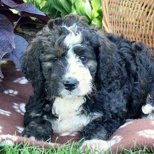 Lorie, Bernedoodle Puppy