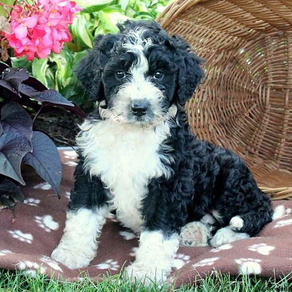 Lorraine, Bernedoodle Puppy