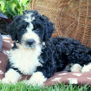 Lorraine, Bernedoodle Puppy