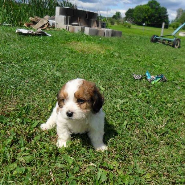 Louie, Cavachon Puppy