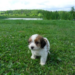 Louie, Cavachon Puppy