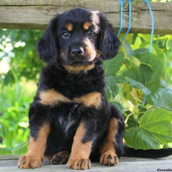 Loxley, Cavalier King Charles Mix Puppy