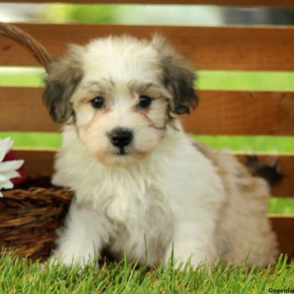 Loxley, Miniature Schnauzer Mix Puppy