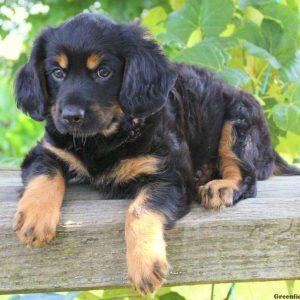 Loxley, Cavalier King Charles Mix Puppy